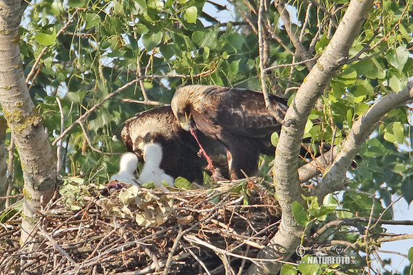 Orel královský (Aquila heliaca)