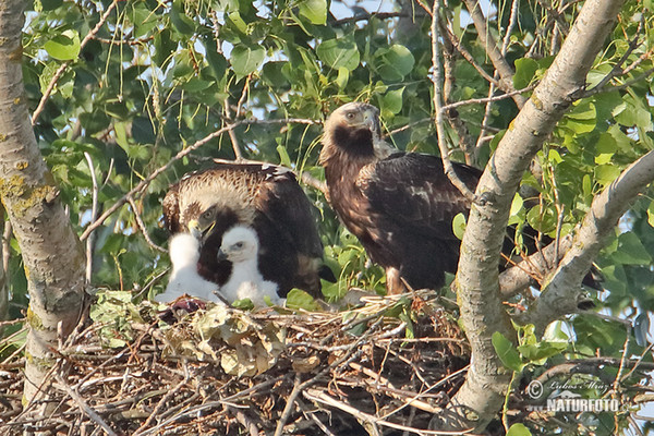 Orel královský (Aquila heliaca)