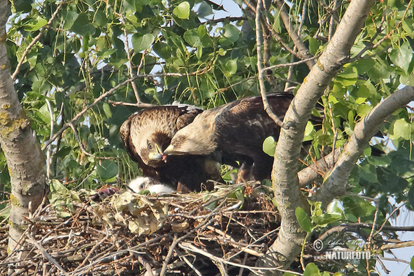 Orel královský (Aquila heliaca)