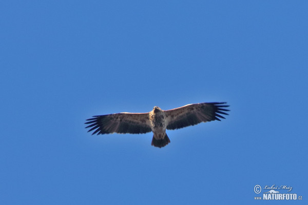 Orel královský (Aquila heliaca)