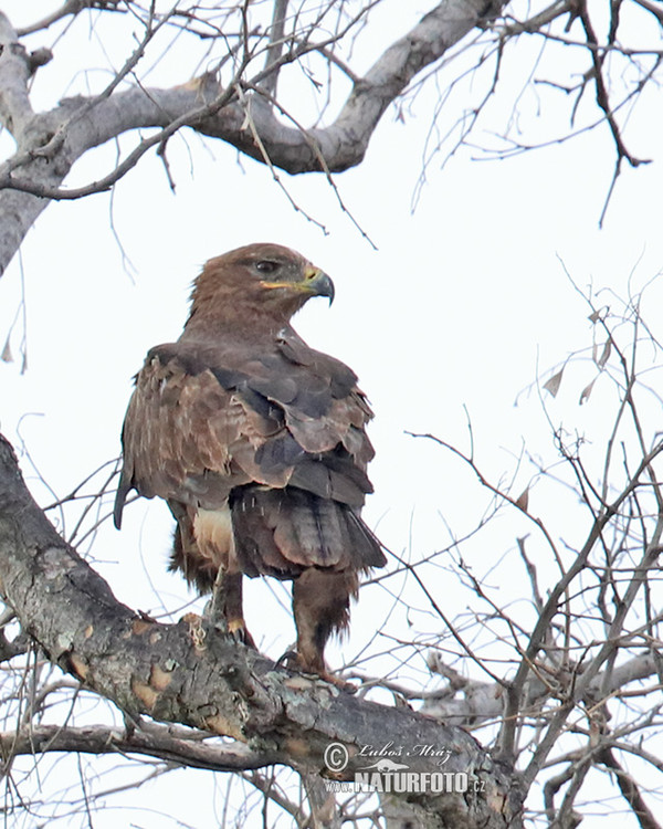 Orel okrový (Aquila rapax)