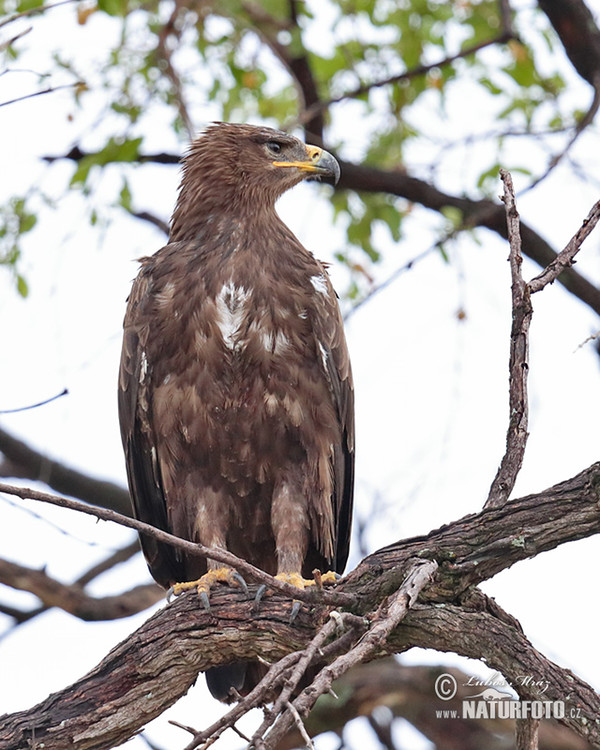 Orel okrový (Aquila rapax)