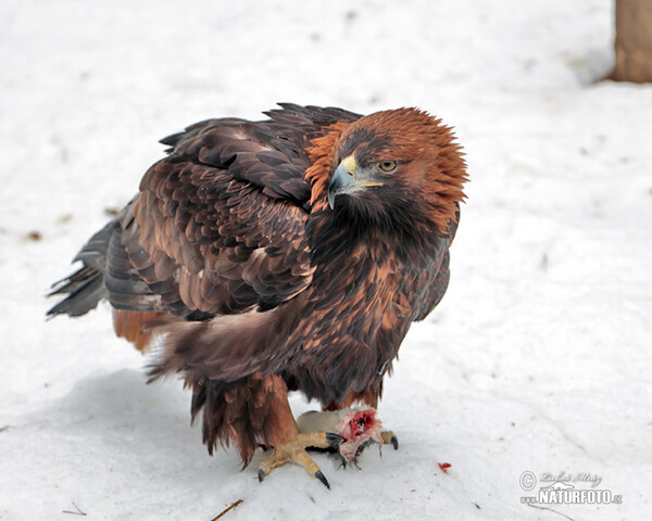 Orel skalní (Aquila chrysaetos)