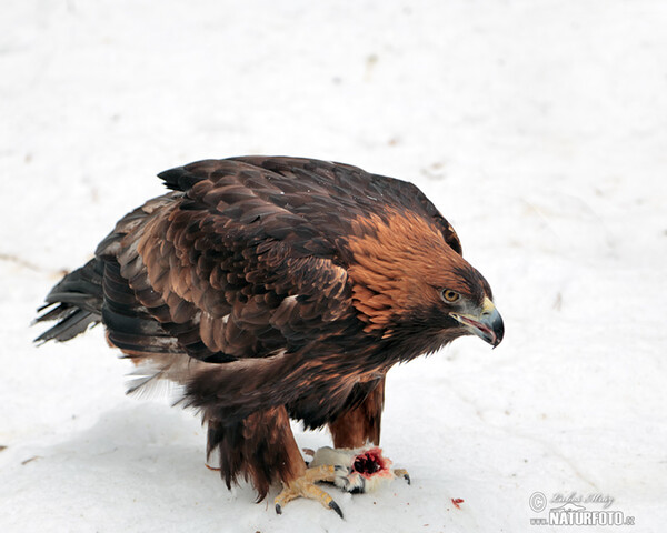 Orel skalní (Aquila chrysaetos)