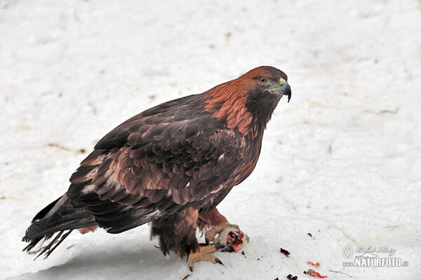 Orel skalní (Aquila chrysaetos)