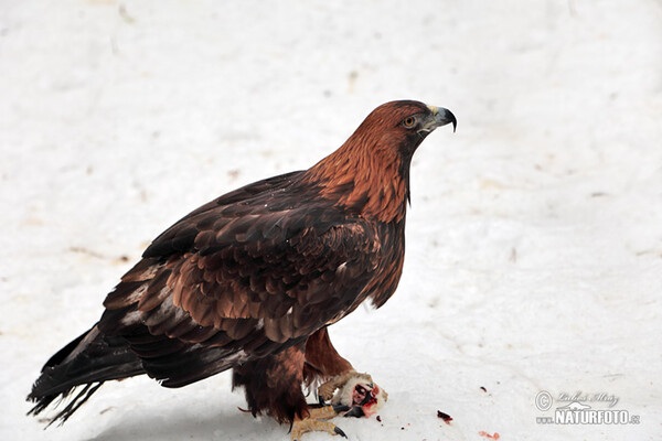 Orel skalní (Aquila chrysaetos)