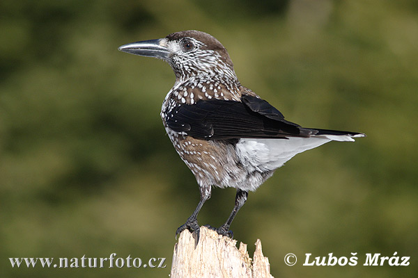 Orešnica perlová (Nucifraga caryocatactes)