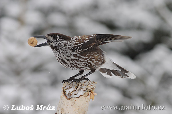 Orešnica perlová (Nucifraga caryocatactes)