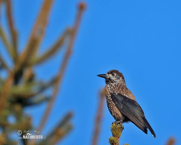 Orešnica perlová (Nucifraga caryocatactes)