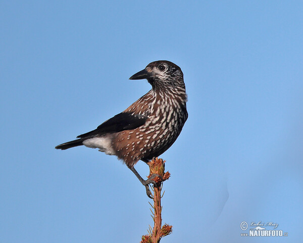 Orešnica perlová (Nucifraga caryocatactes)