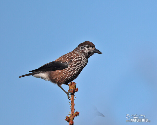 Orešnica perlová (Nucifraga caryocatactes)