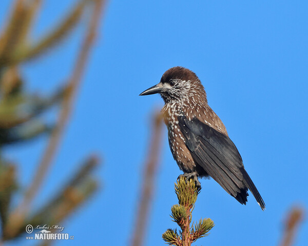 Orešnica perlová (Nucifraga caryocatactes)
