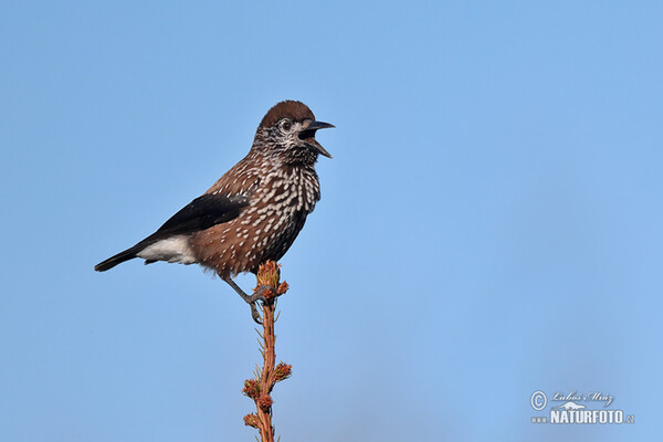 Orešnica perlová (Nucifraga caryocatactes)