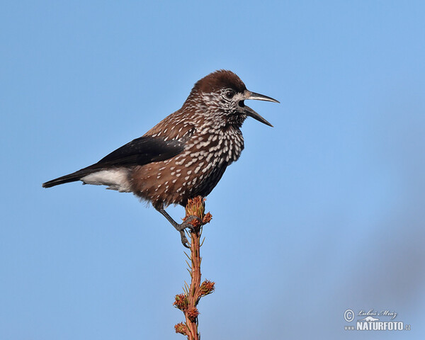 Orešnica perlová (Nucifraga caryocatactes)
