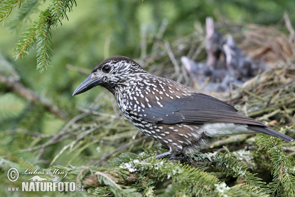 Orešnica perlová (Nucifraga caryocatactes)