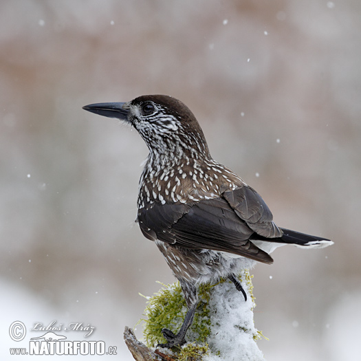 Orešnica perlová (Nucifraga caryocatactes)