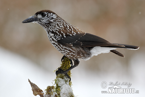 Orešnica perlová (Nucifraga caryocatactes)