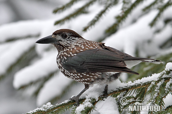 Orešnica perlová (Nucifraga caryocatactes)