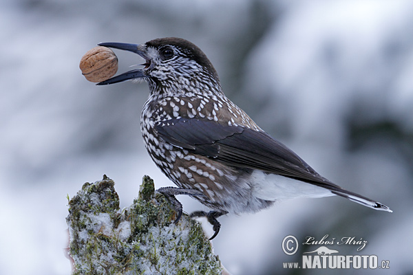 Orešnica perlová (Nucifraga caryocatactes)