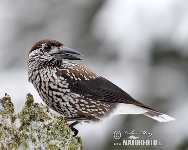 Orešnica perlová (Nucifraga caryocatactes)