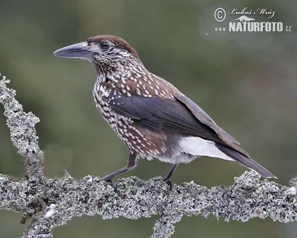 Orešnica perlová (Nucifraga caryocatactes)