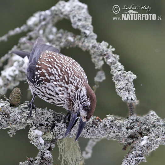 Orešnica perlová (Nucifraga caryocatactes)