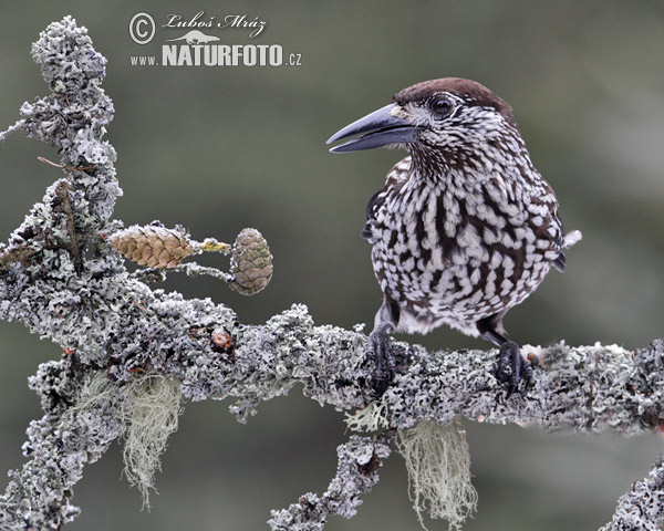 Orešnica perlová (Nucifraga caryocatactes)