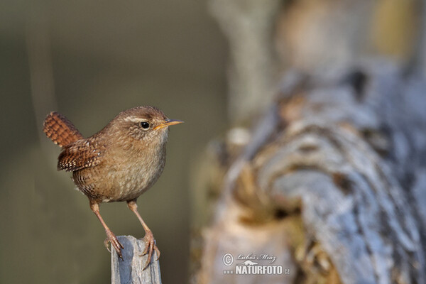 Oriešok hnedý (Troglodytes troglodytes)