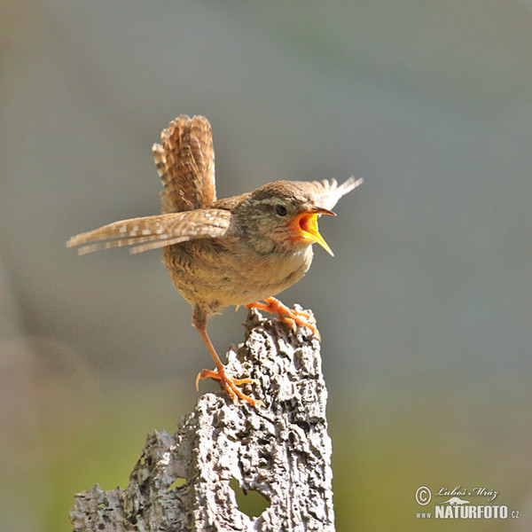 Oriešok hnedý (Troglodytes troglodytes)