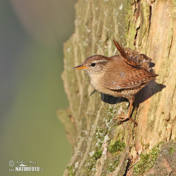 Oriešok hnedý (Troglodytes troglodytes)