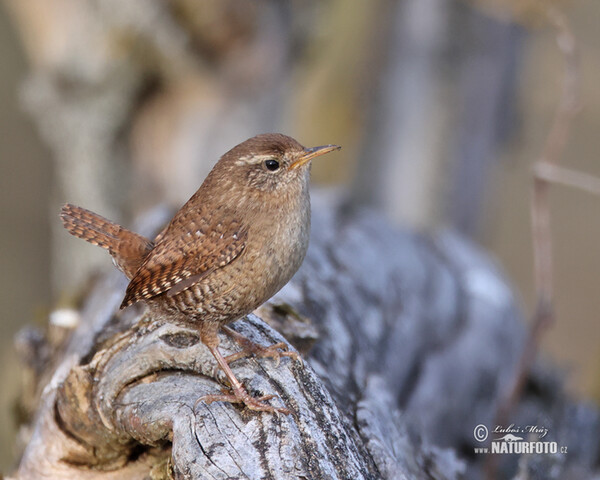 Oriešok hnedý (Troglodytes troglodytes)