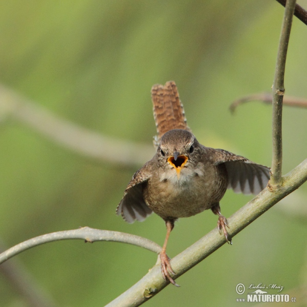 Oriešok hnedý (Troglodytes troglodytes)