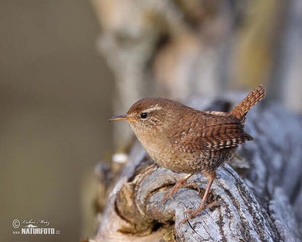 Oriešok hnedý (Troglodytes troglodytes)