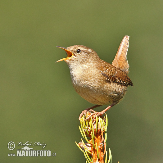 Oriešok hnedý (Troglodytes troglodytes)