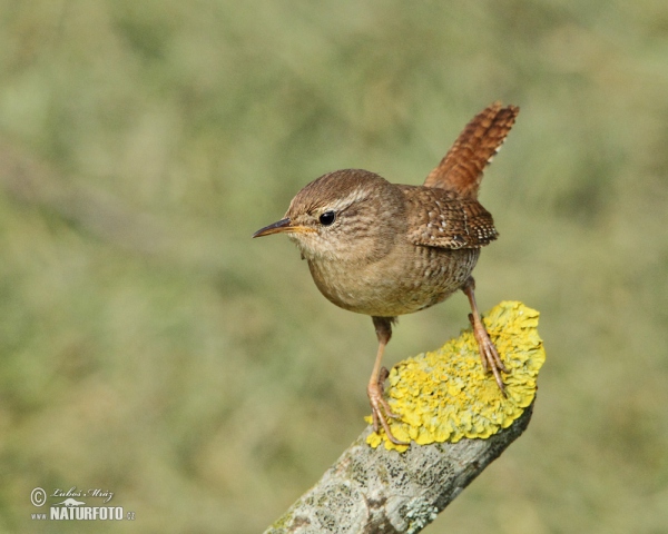 Oriešok hnedý (Troglodytes troglodytes)