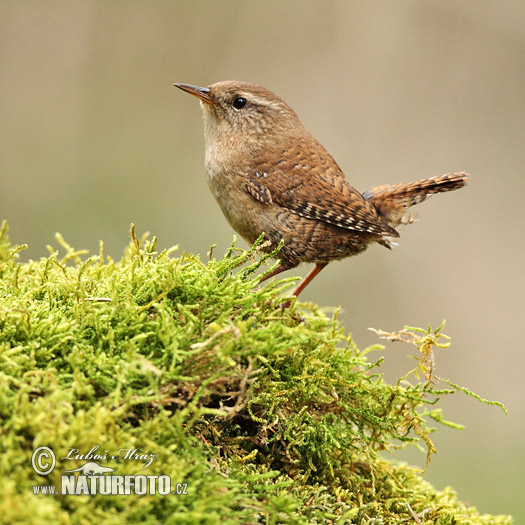 Oriešok hnedý (Troglodytes troglodytes)