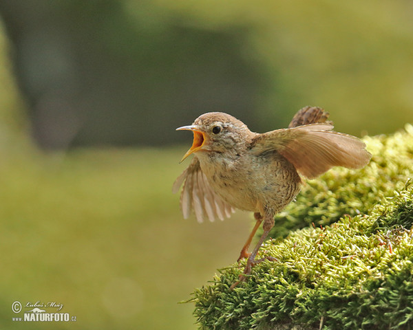 Oriešok hnedý (Troglodytes troglodytes)