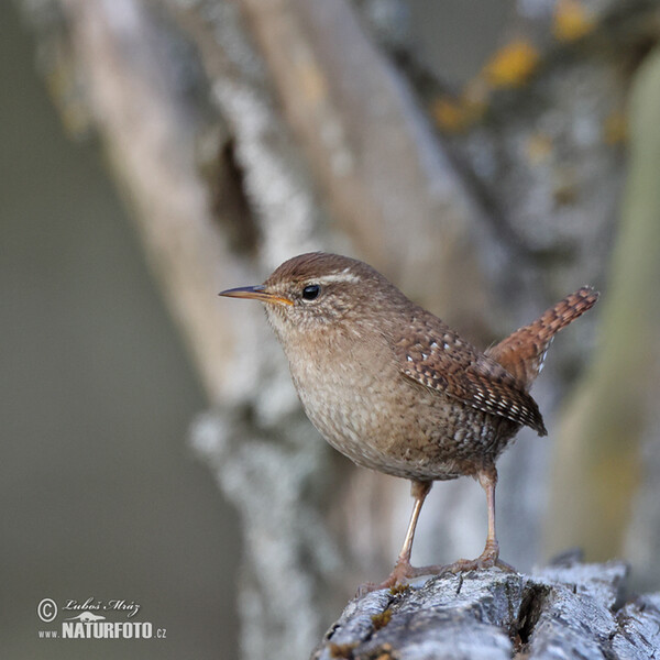 Oriešok hnedý (Troglodytes troglodytes)