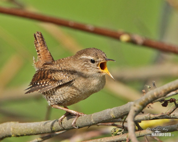 Oriešok hnedý (Troglodytes troglodytes)