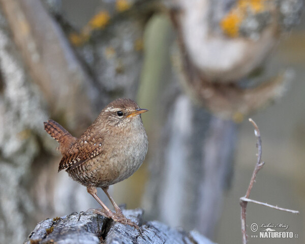 Oriešok hnedý (Troglodytes troglodytes)