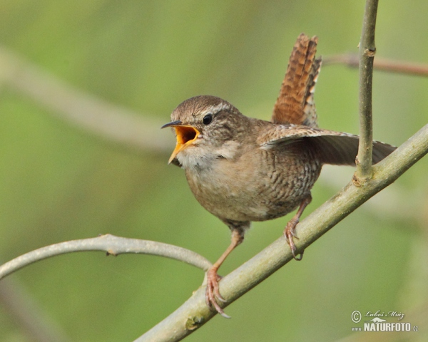 Oriešok hnedý (Troglodytes troglodytes)