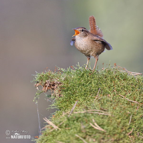 Oriešok hnedý (Troglodytes troglodytes)