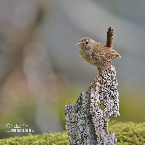 Oriešok hnedý (Troglodytes troglodytes)