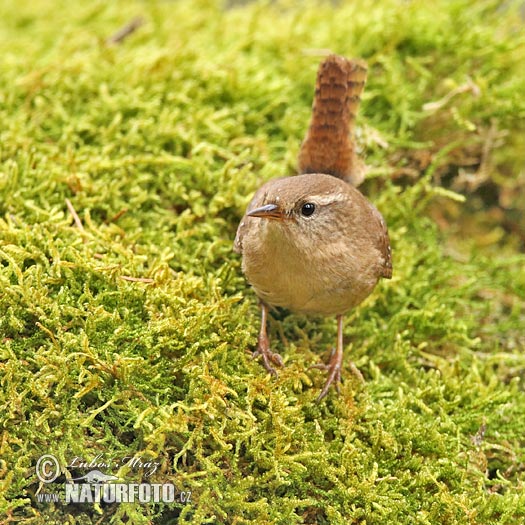 Oriešok hnedý (Troglodytes troglodytes)