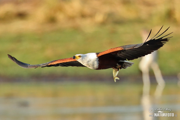 Orliak jasnohlasý (Haliaeetus vocifer)