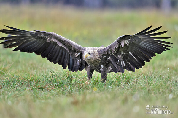 Orliak morský (Haliaeetus albicilla)