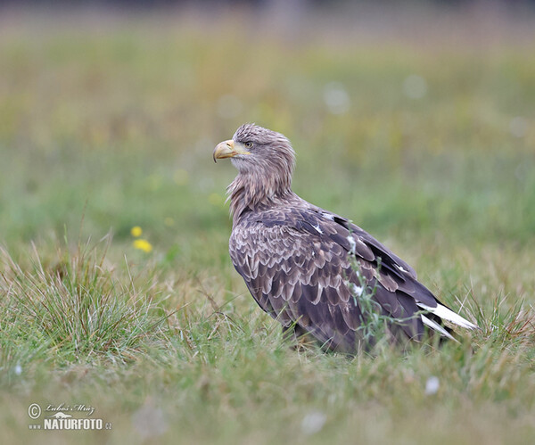 Orliak morský (Haliaeetus albicilla)