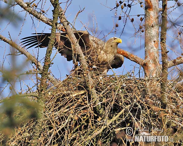 Orliak morský (Haliaeetus albicilla)