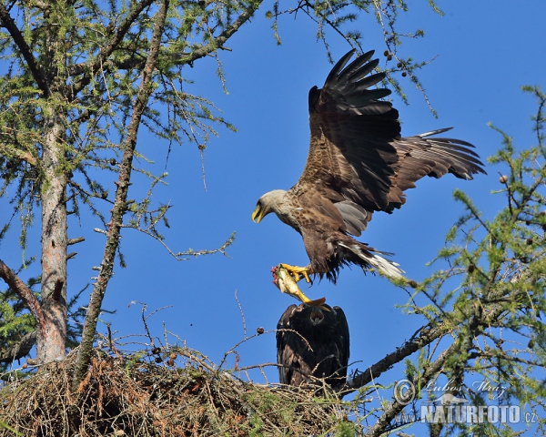 Orliak morský (Haliaeetus albicilla)