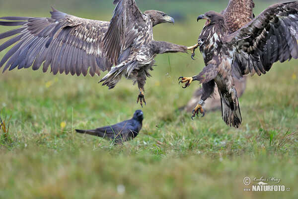 Orliak morský (Haliaeetus albicilla)